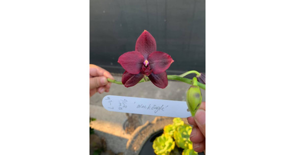 Орхiдея Phal. Zheng Min Anaconda x (Samera-Hawaii Dragon Girl